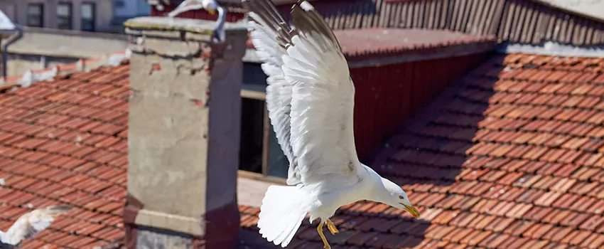 Residential Chimney Animal Removal Solution in San Juan Capistrano, CA